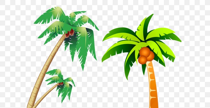 Coconut Tree, PNG, 658x422px, Coconut, Arecales, Cartoon, Flowerpot, Google Images Download Free