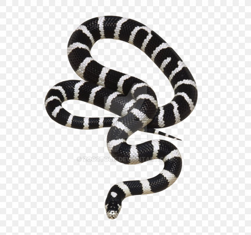 Snake, PNG, 900x843px, Snake, Animal, Animal Crossing New Leaf, Colubridae, Information Download Free