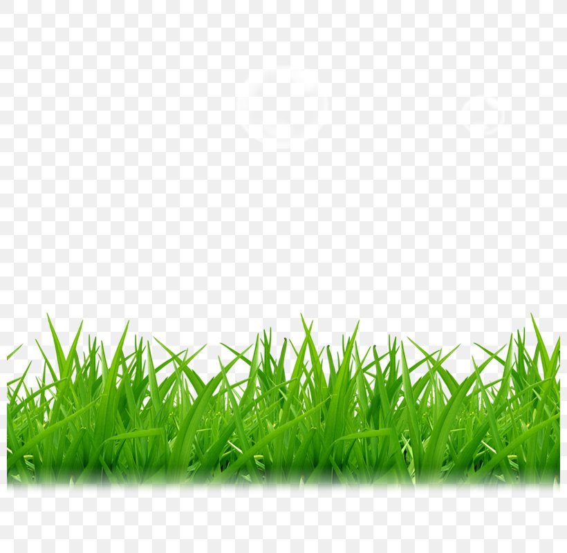 Tea A, PNG, 800x800px, Lawn, Artificial Turf, Grass, Grass Family, Green Download Free