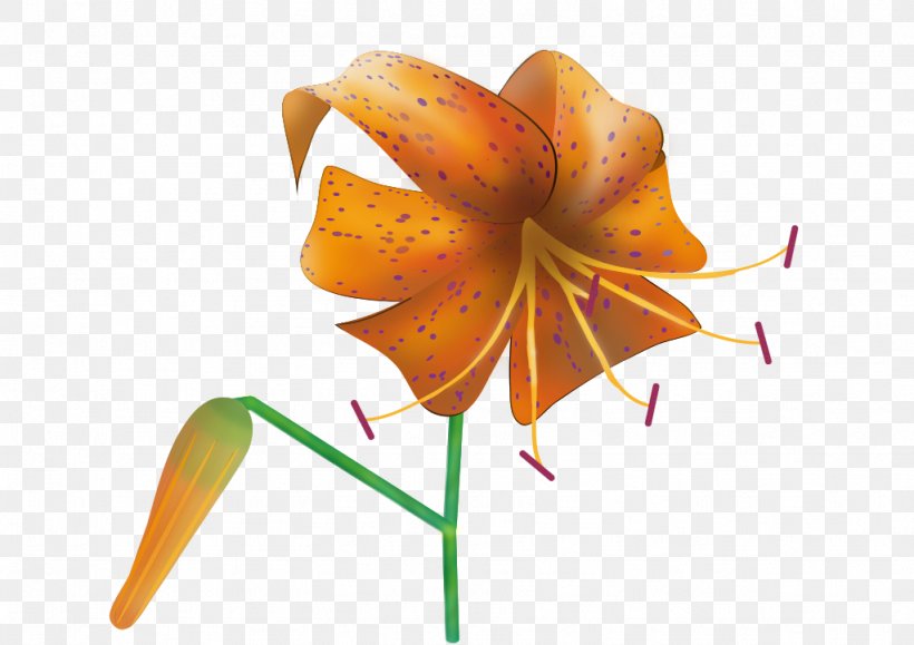 Tiger Lily Clip Art, PNG, 1024x724px, Tiger Lily, Cut Flowers, Drawing, Easter Lily, Flora Download Free