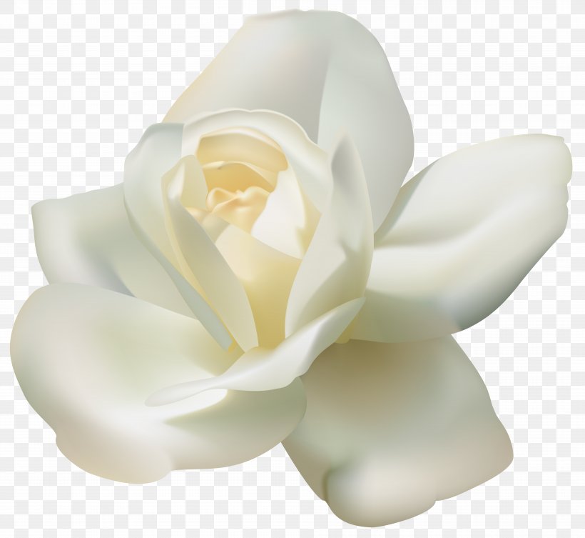 Arabian Jasmine Tea Clip Art, PNG, 7799x7162px, Rose, Black And White, Flower, Flowering Plant, Gardenia Download Free