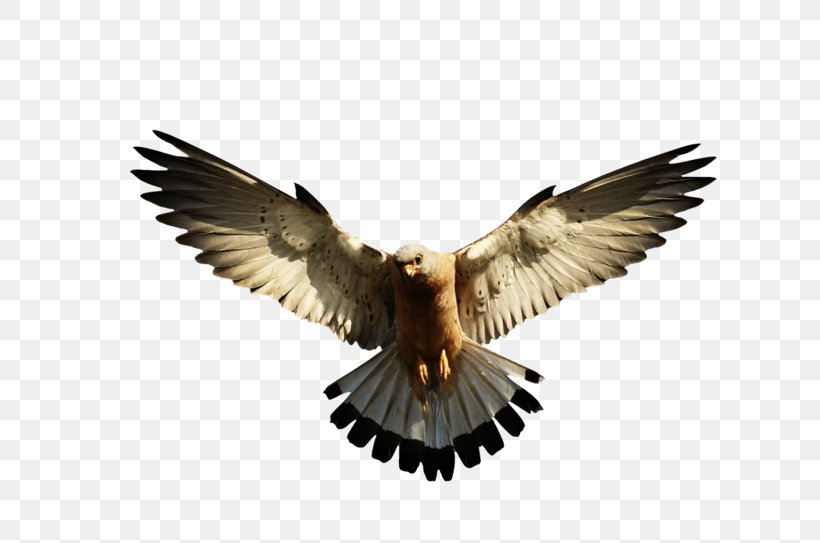 Bird Bald Eagle, PNG, 800x543px, Bird, Accipitriformes, Beak, Bird Of Prey, Buzzard Download Free