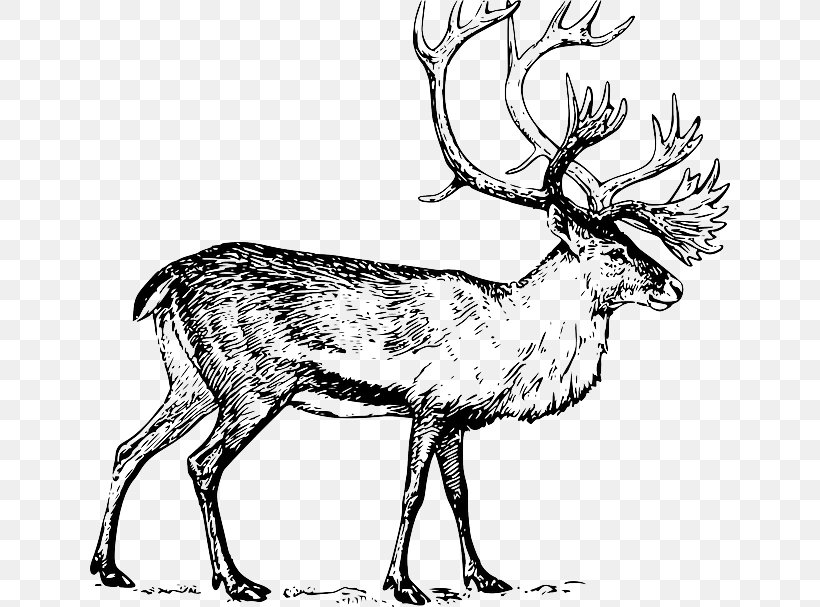 Deer Drawing Art Clip Art, PNG, 640x607px, Deer, Animal, Antler, Arctic, Art Download Free