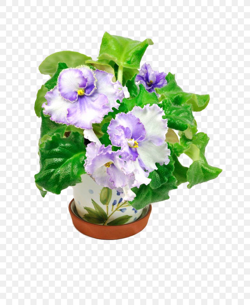 Flowerpot Violet Clip Art, PNG, 664x1000px, Flowerpot, African Violets, Bellflower Family, Floral Design, Flower Download Free