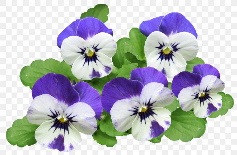 Pansy California Golden Violet Clip Art Image, PNG, 1280x837px, Pansy, Annual Plant, Blume, California Golden Violet, Flower Download Free