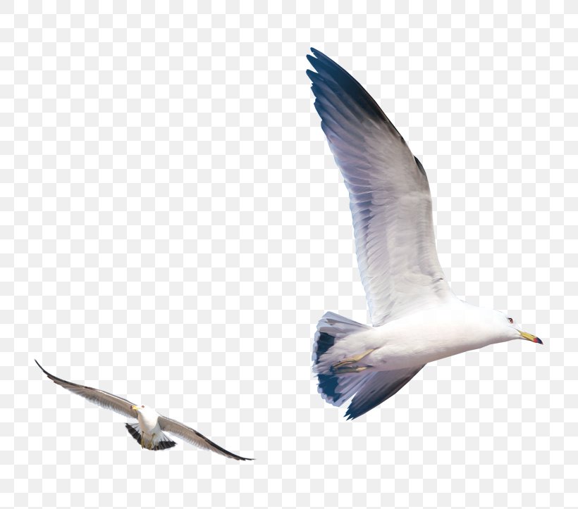 Gulls Bird, PNG, 723x723px, Gulls, Beak, Bird, Charadriiformes, Computer Graphics Download Free