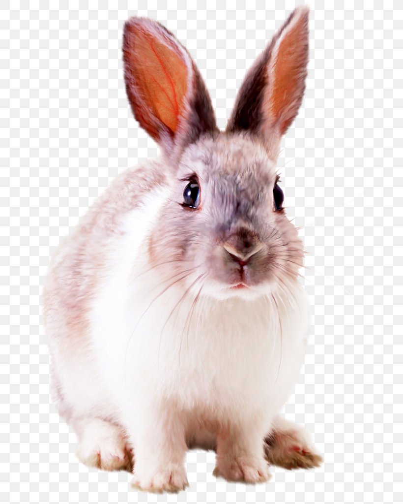 Hare Rabbit Desktop Wallpaper, PNG, 670x1024px, Hare, Clipping Path, Domestic Rabbit, Image File Formats, Leporids Download Free