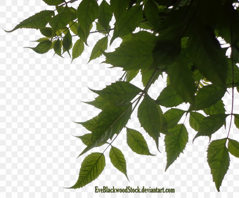 Leaf Tree Photography, PNG, 981x814px, Leaf, Animation, Branch, Deciduous, Deviantart Download Free