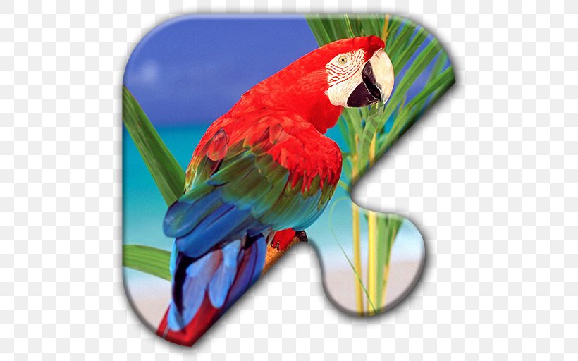 Polly Parrot Bird Lear's Macaw Desktop Wallpaper, PNG, 512x512px, Watercolor, Cartoon, Flower, Frame, Heart Download Free