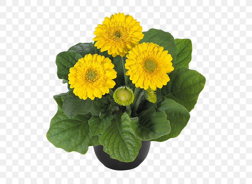 Transvaal Daisy Ukraine Seed Plants Houseplant, PNG, 600x600px, Transvaal Daisy, Annual Plant, Bulb, Chrysanthemum, Chrysanths Download Free