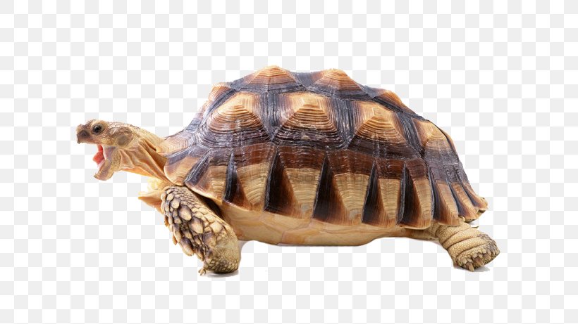 Turtle Shell Reptile Desktop Wallpaper High-definition Television, PNG, 650x461px, 4k Resolution, Turtle, African Spurred Tortoise, Box Turtle, Chelydridae Download Free