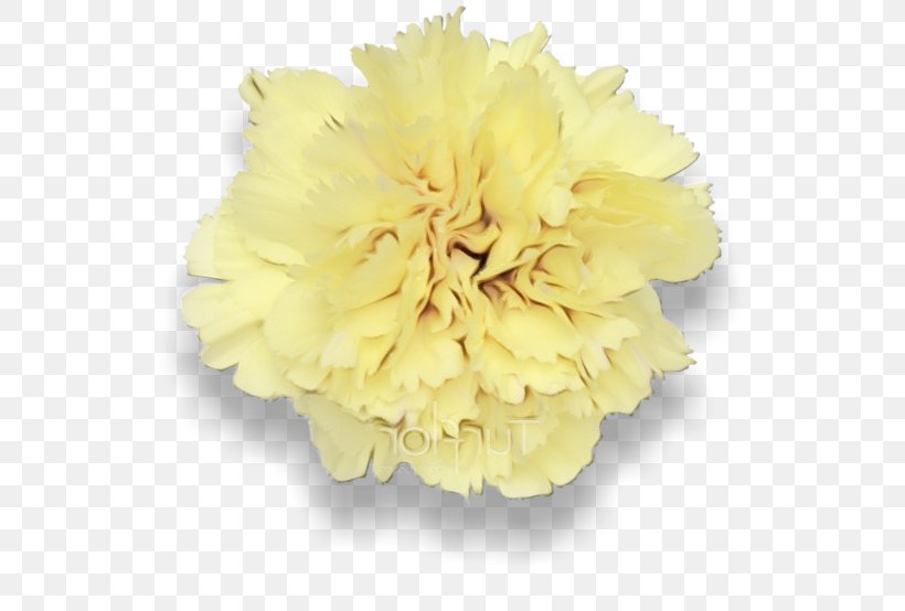 Yellow Flower Petal Cut Flowers Carnation, PNG, 696x554px, Watercolor, Carnation, Cut Flowers, Dianthus, Flower Download Free