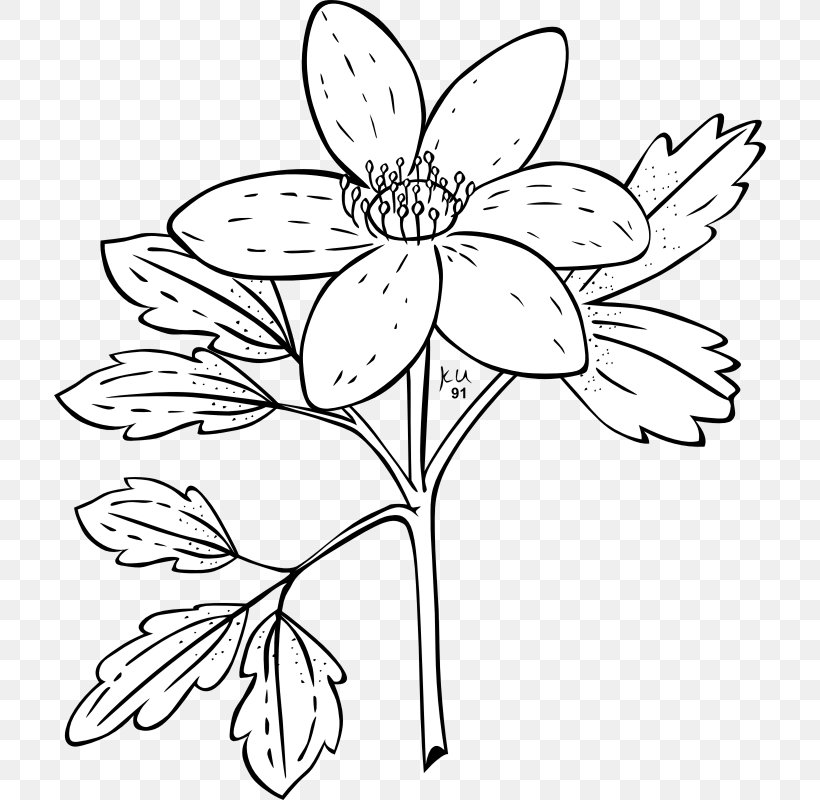 Anemone Nemorosa Anemone Canadensis Plant Flower, PNG, 800x800px, Anemone Nemorosa, Anemone, Anemone Canadensis, Anemone Piperi, Area Download Free