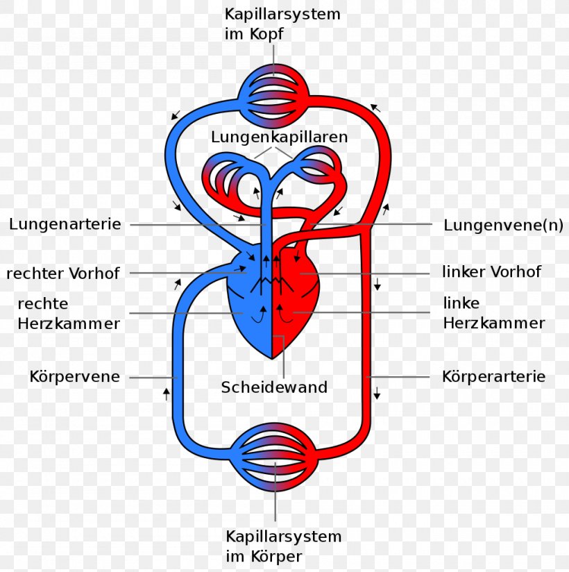 Circulatory System Pulmonary Circulation Heart Pulmonary Artery Human Body, PNG, 1000x1005px, Watercolor, Cartoon, Flower, Frame, Heart Download Free