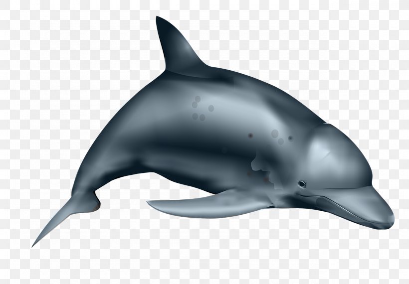 Dolphin Clip Art, PNG, 1280x890px, Dolphin, Common Bottlenose Dolphin, Digital Image, Fauna, Fish Download Free