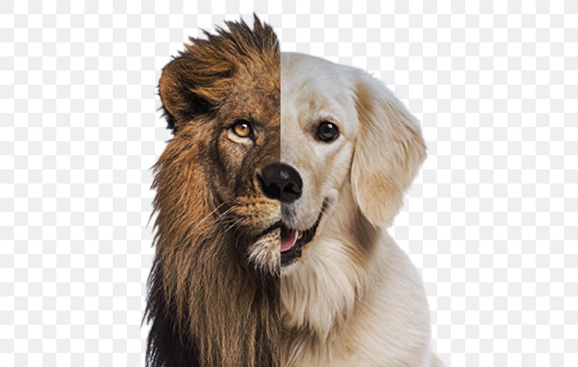 Lion Dog Breed Roar Cat Companion Dog, PNG, 524x520px, Lion, Canvas, Carnivoran, Cat, Companion Dog Download Free