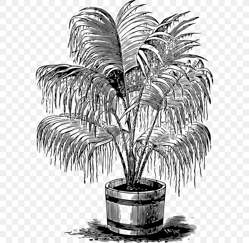 Arecaceae Drawing Windows Metafile Clip Art, PNG, 584x800px, Arecaceae, Arecales, Black And White, Drawing, Flowering Plant Download Free