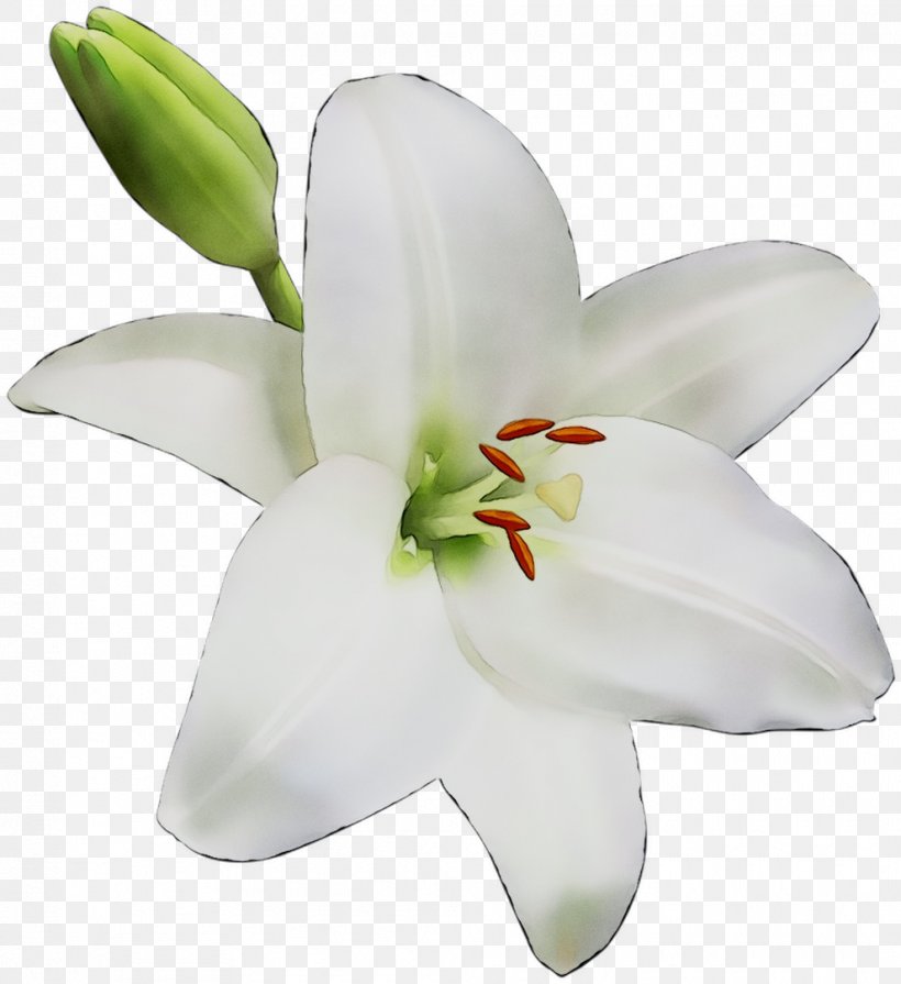 Cut Flowers Lily M, PNG, 990x1081px, Cut Flowers, Amaryllis Family, Crinum, Flower, Flowering Plant Download Free