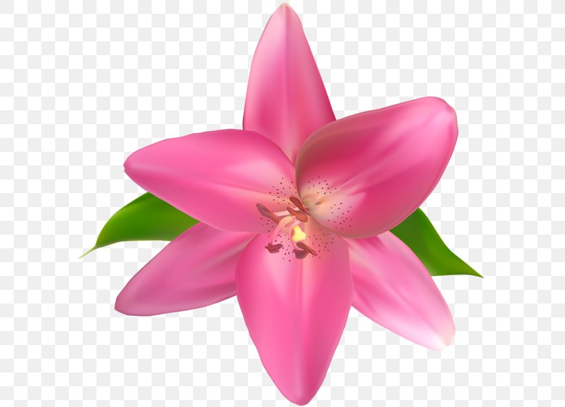 Cut Flowers Pink Clip Art, PNG, 600x590px, Flower, Cut Flowers, Flowering Plant, Lilac, Lily Download Free