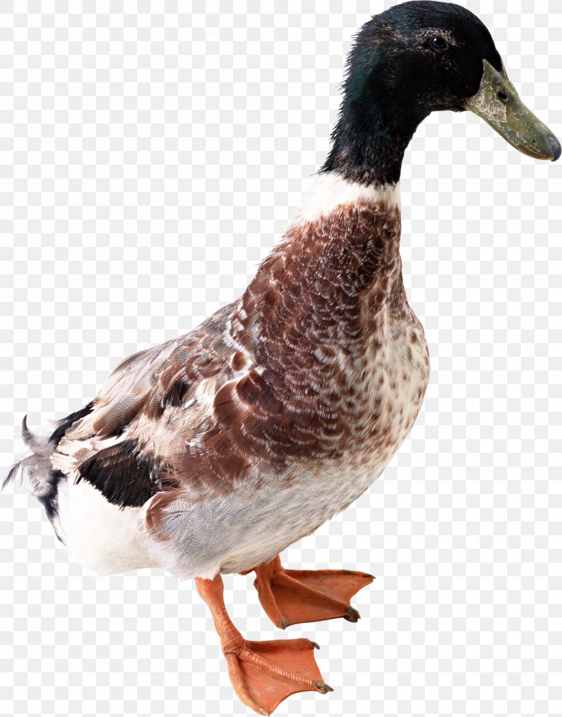 Duck Icon, PNG, 2000x2550px, American Pekin, Anatidae, Beak, Bird, Domestic Duck Download Free