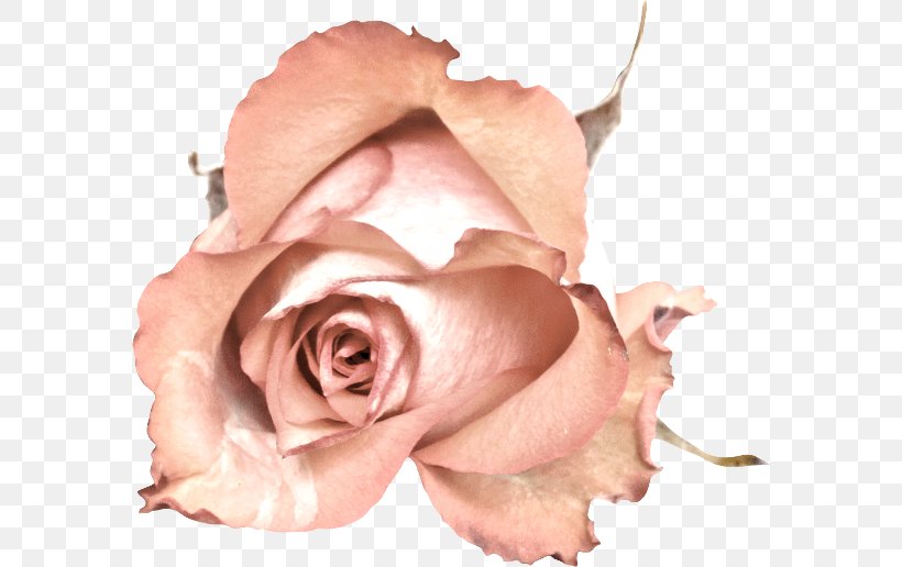 Garden Roses Cut Flowers Petal, PNG, 580x516px, Garden Roses, Closeup, Cut Flowers, Ear, Flower Download Free
