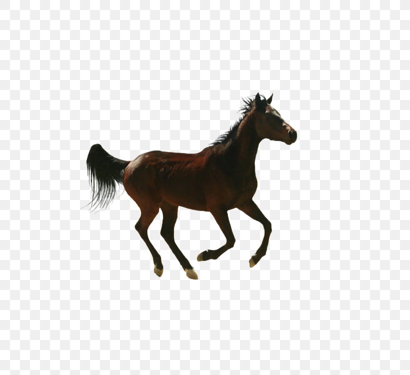 Horse Vector Graphics Image Drawing, PNG, 750x750px, Horse, Animal, Animal Figure, Bridle, Colt Download Free