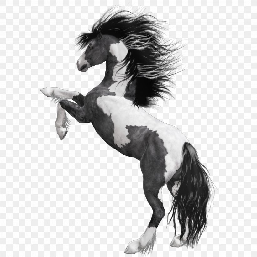 Mustang American Paint Horse Arabian Horse White Black, PNG, 2896x2896px, Mustang, American Paint Horse, Animal Figure, Appaloosa, Arabian Horse Download Free
