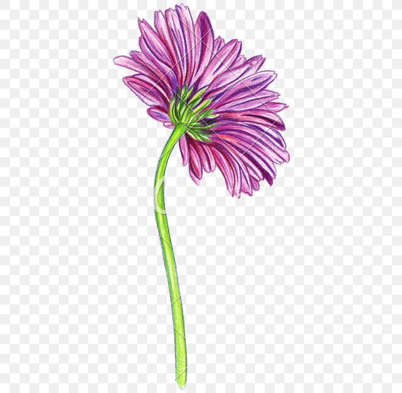 Transvaal Daisy Cut Flowers Drawing Pink Flowers, PNG, 373x800px, Transvaal Daisy, Aster, Barberton Daisy, Botany, Chrysanthemum Download Free