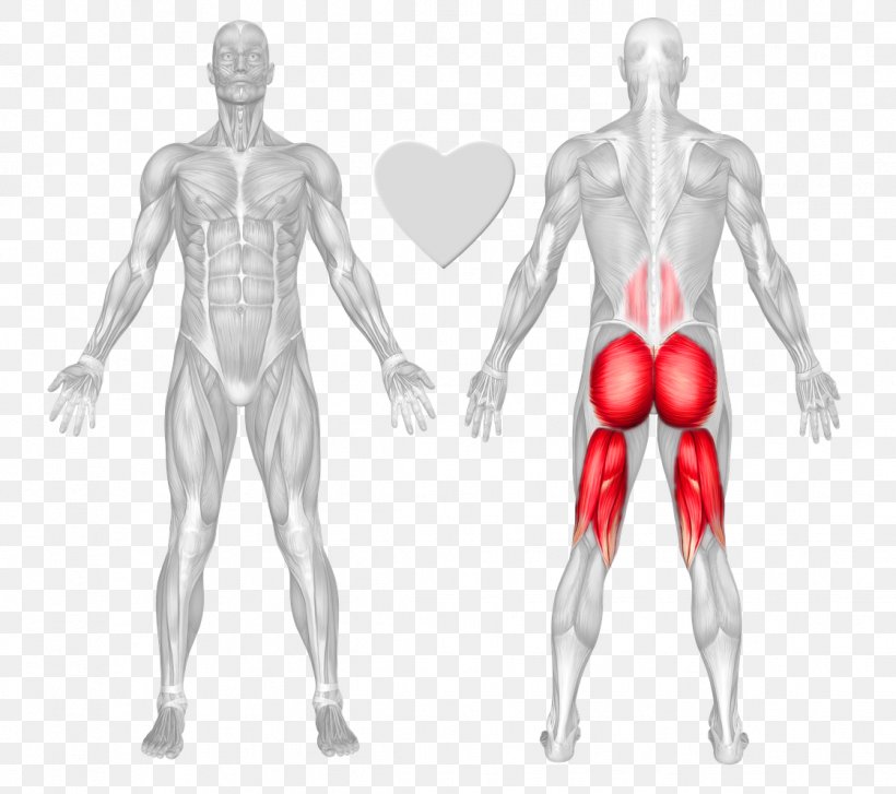 Exercise Squat Gluteus Maximus Erector Spinae Muscles Gluteal Muscles, PNG, 1119x993px, Watercolor, Cartoon, Flower, Frame, Heart Download Free