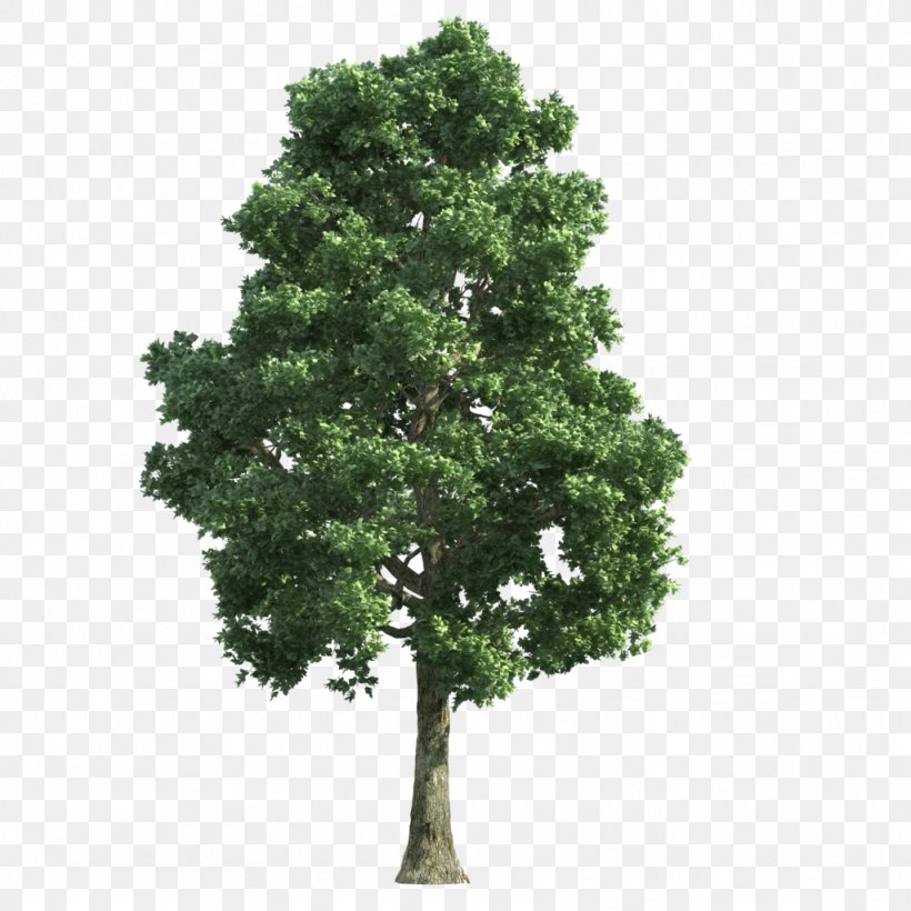 Tree Transparency And Translucency, PNG, 1024x1024px, Tree, Branch, Computer Software, Copying, Evergreen Download Free