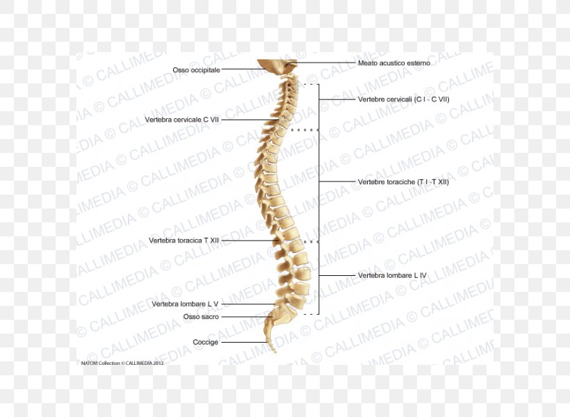 Vertebral Column Joint Invertebrate Anatomy Human Skeleton, PNG, 600x600px, Watercolor, Cartoon, Flower, Frame, Heart Download Free