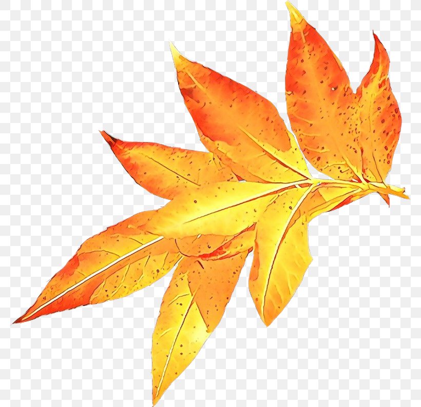 Autumn Leaf Drawing, PNG, 783x794px, Autumn, Abscission, Autumn Leaf Color, Black Maple, Deciduous Download Free
