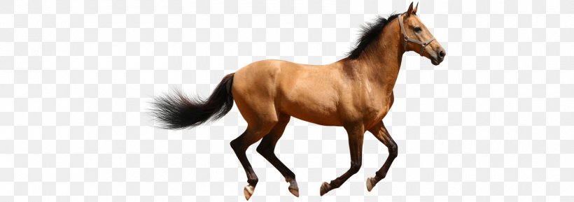 Horse Lion Puppy Cat, PNG, 1700x600px, Horse, Animal, Animal Figure, Bridle, Cat Download Free