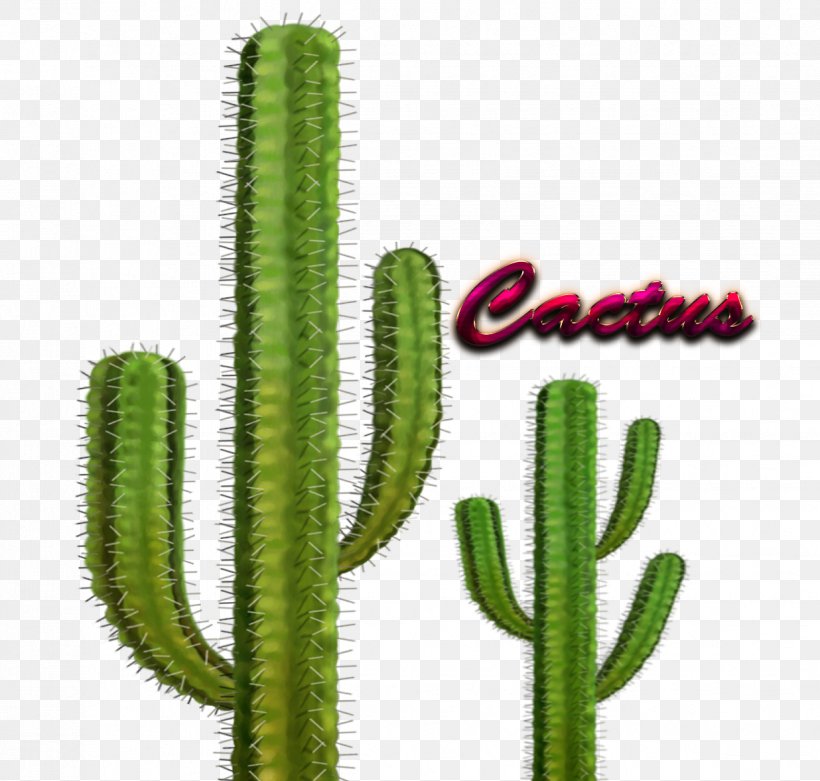 Cactaceae Barrel Cactus Plant Ferocactus Glaucescens Echinocactus Grusonii, PNG, 1236x1178px, Cactaceae, Acanthocereus Tetragonus, Art, Barrel Cactus, Botany Download Free