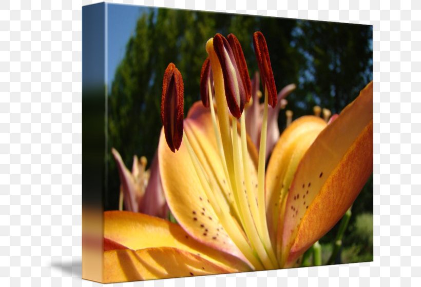 Close-up Daylily Wildflower Lily M, PNG, 650x560px, Closeup, Close Up, Daylily, Flora, Flower Download Free