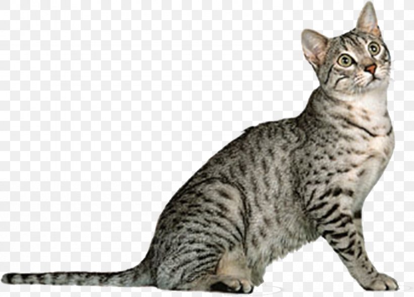 Egyptian Mau Arabian Mau Burmese Cat Somali Cat British Longhair, PNG, 1178x848px, Egyptian Mau, American Shorthair, American Wirehair, Animal, Arabian Mau Download Free