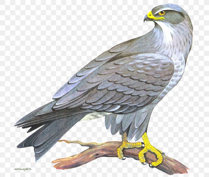Falcon Clip Art, PNG, 2548x2166px, Falcon, Accipitriformes, Bald Eagle, Beak, Bird Download Free