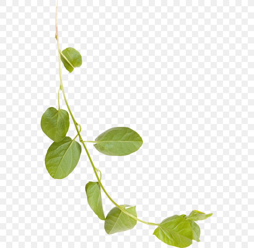 Plant Stem Leaf Product Branching Plants, PNG, 557x800px, Plant Stem, Botany, Branch, Branching, Flower Download Free