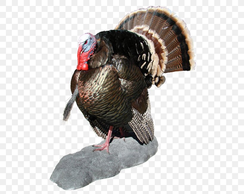 Show Low Turkey Bird Phasianidae Mallard, PNG, 523x650px, Show Low, Arizona, Beak, Bird, Domesticated Turkey Download Free