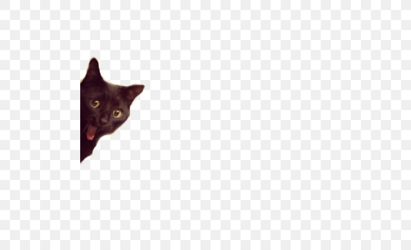 Bombay Cat Havana Brown Korat Black Cat Whiskers, PNG, 500x500px, Bombay Cat, Black, Black Cat, Bombay, Breed Download Free