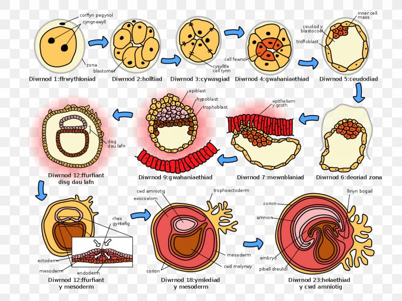 Human Embryogenesis Human Development Human Fertilization, PNG, 1200x900px, Watercolor, Cartoon, Flower, Frame, Heart Download Free