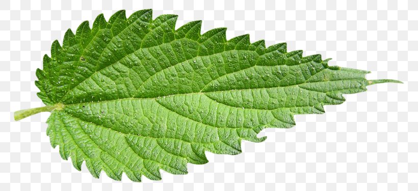 Common Nettle Leaf Plant Herb, PNG, 800x376px, Common Nettle, Coleus, Elm Family, Herb, Leaf Download Free