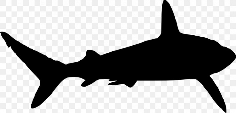 Great White Shark Silhouette Clip Art, PNG, 850x409px, Shark, Black And White, Carcharodon, Cartilaginous Fish, Drawing Download Free