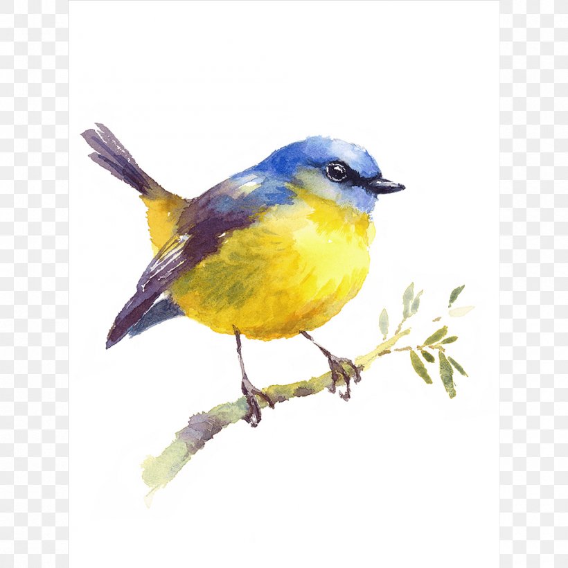 Bird Watercolor Painting Drawing, PNG, 1000x1000px, Bird, American Robin, Art, Beak, Drawing Download Free