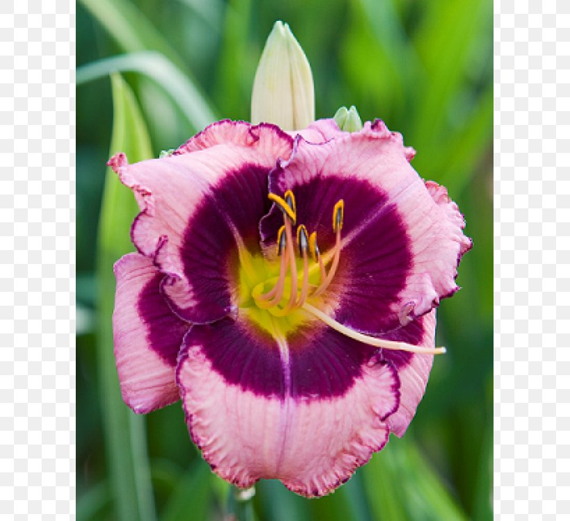 Daylily Perennial Plant Rhizome Bulb Flower, PNG, 750x750px, Daylily, Bulb, Bylina, Coppertips, Cultivar Download Free