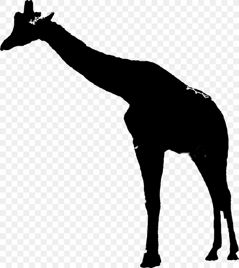 Giraffe Mustang Mane Neck Pack Animal, PNG, 1134x1272px, 2019 Ford Mustang, Giraffe, Blackandwhite, Ford Mustang, Giraffidae Download Free