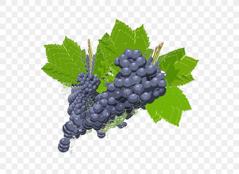 Grape Zante Currant Boysenberry Bilberry Seedless Fruit, PNG, 5500x4000px, Grape, Berry, Bilberry, Blackberry, Boysenberry Download Free