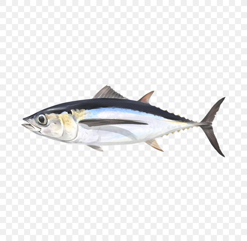 Mackerel Albacore Sardine Thunnus Fish Products, PNG, 800x800px, Mackerel, Albacore, Aquaculture, Atlantic Bonito, Bonito Download Free