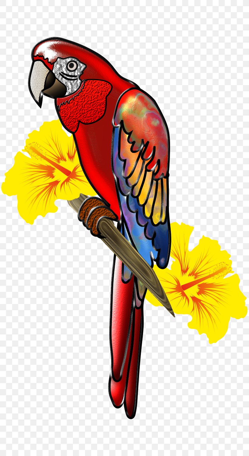 Scarlet Macaw Bird Parrot Clip Art, PNG, 811x1500px, Macaw, Animal, Art, Beak, Bird Download Free