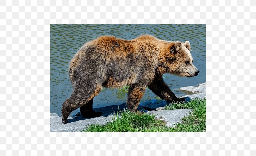 Grizzly Bear Terrestrial Animal Wildlife, PNG, 500x500px, Grizzly Bear, Animal, Bear, Brown Bear, Carnivoran Download Free